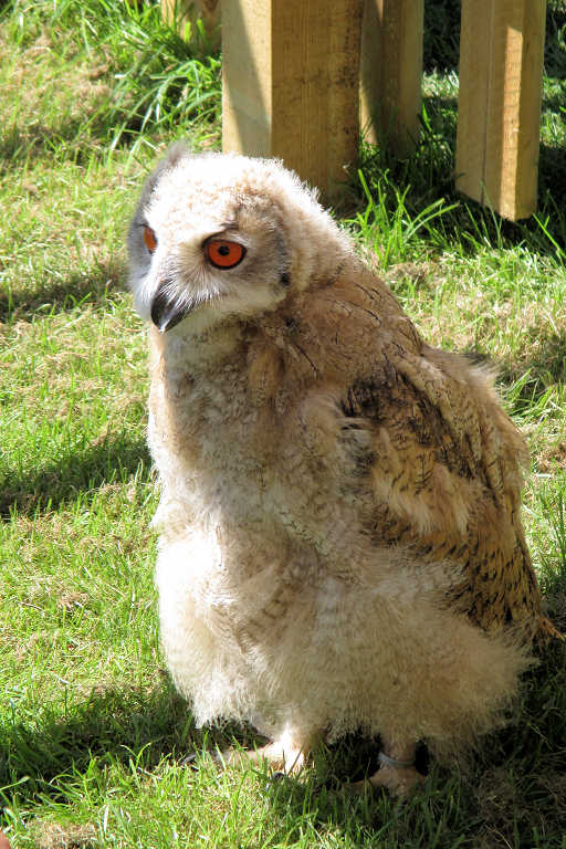 Baby owl at the Leeds castle falconry center