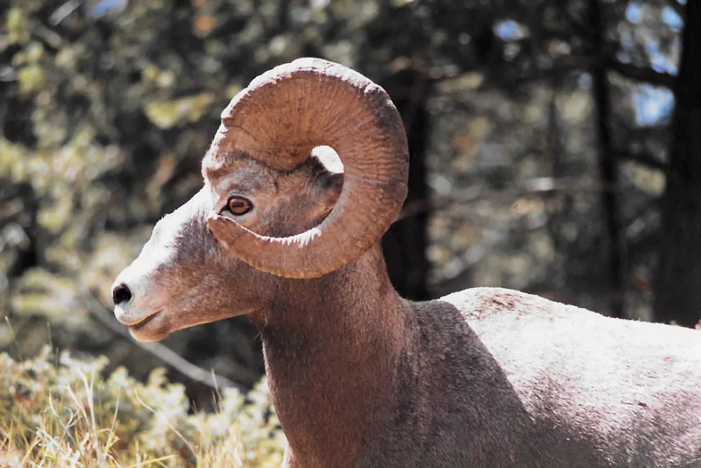Big horn sheep in Jasper National Park