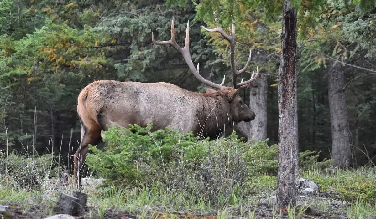 Bull elk walking through the campground