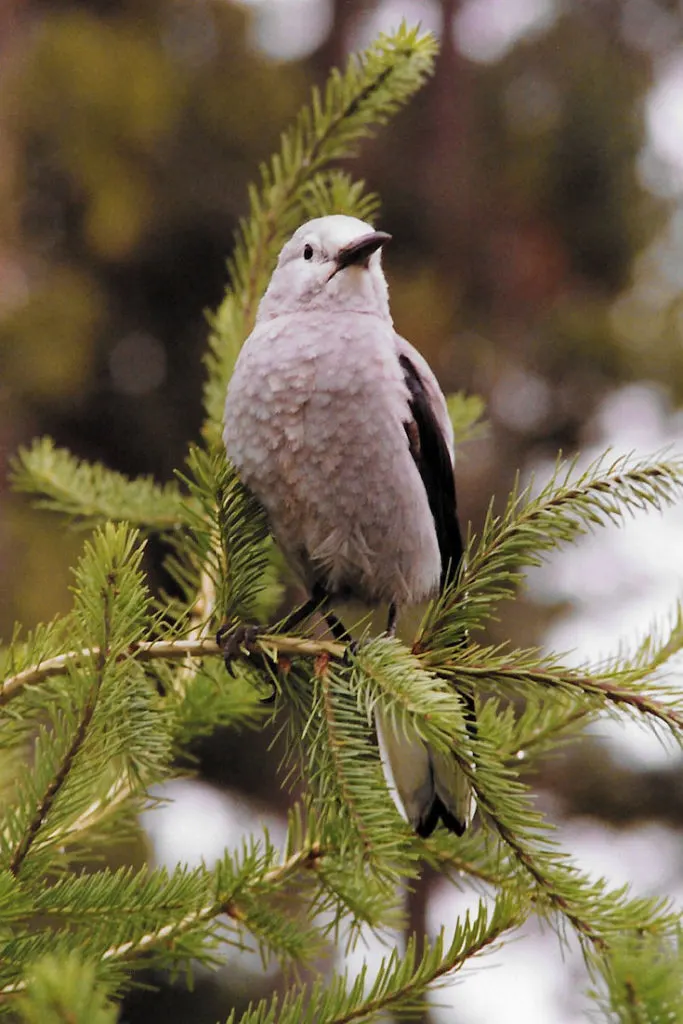 Clark's Nutcracker, a common bird in Jasper National Park