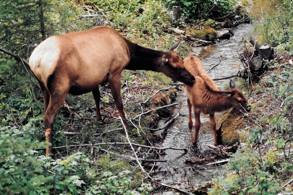 Elk mother and calf in Whistlers Campground