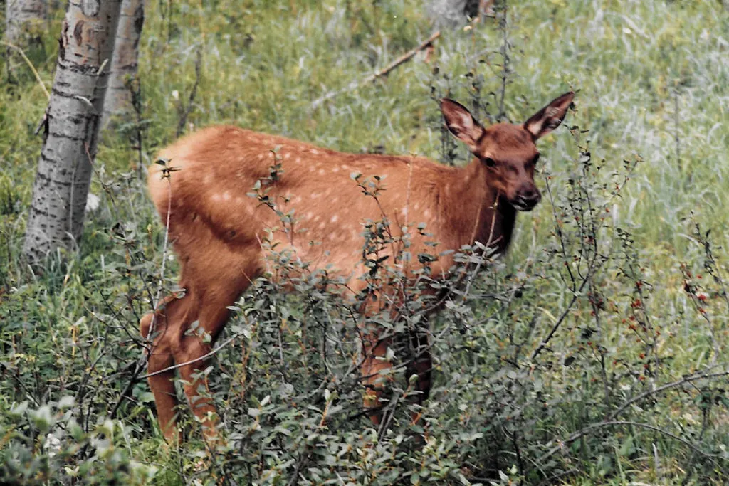 Elk calf in Whistlers Campground