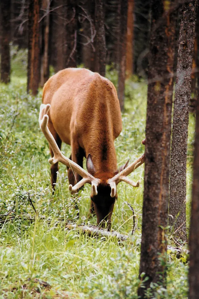 Wapiti or elk in Wapiti Campground