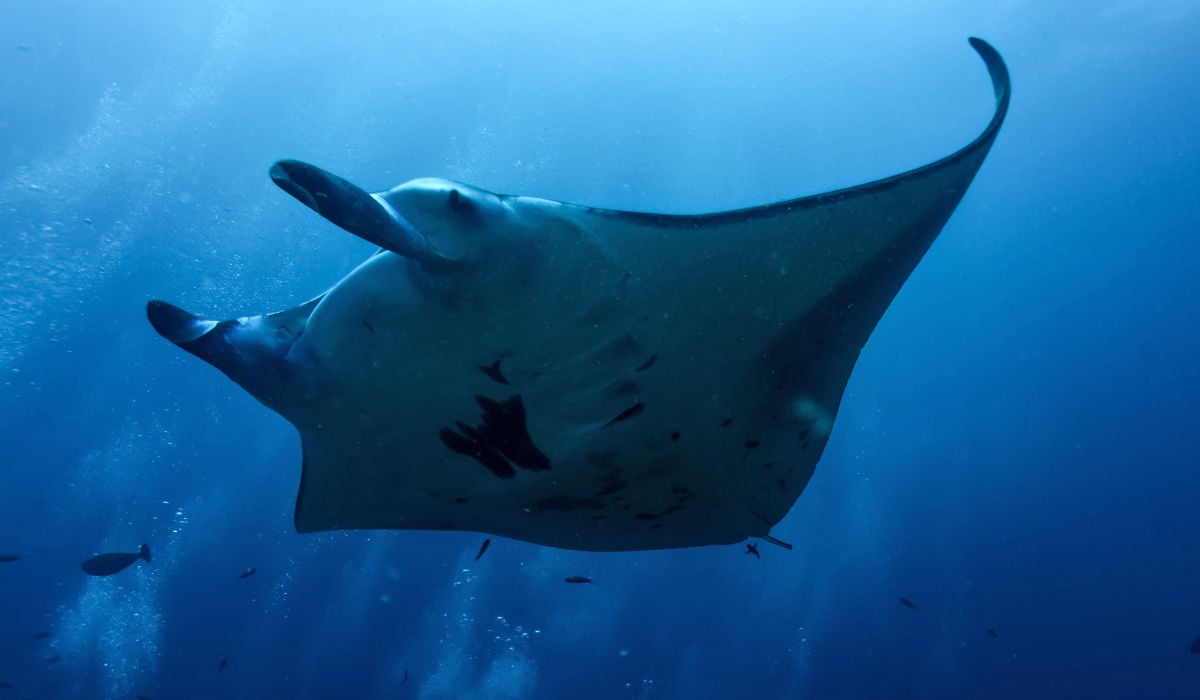 Giant manta ray swimming by