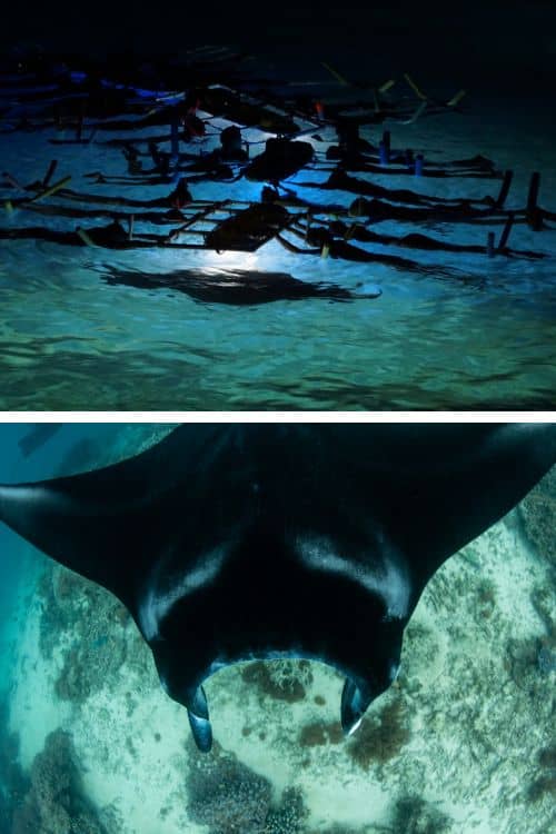 Snorkeling with manta rays