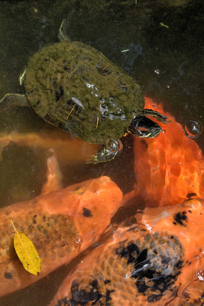 A small turtle getting pushed around by the large koi