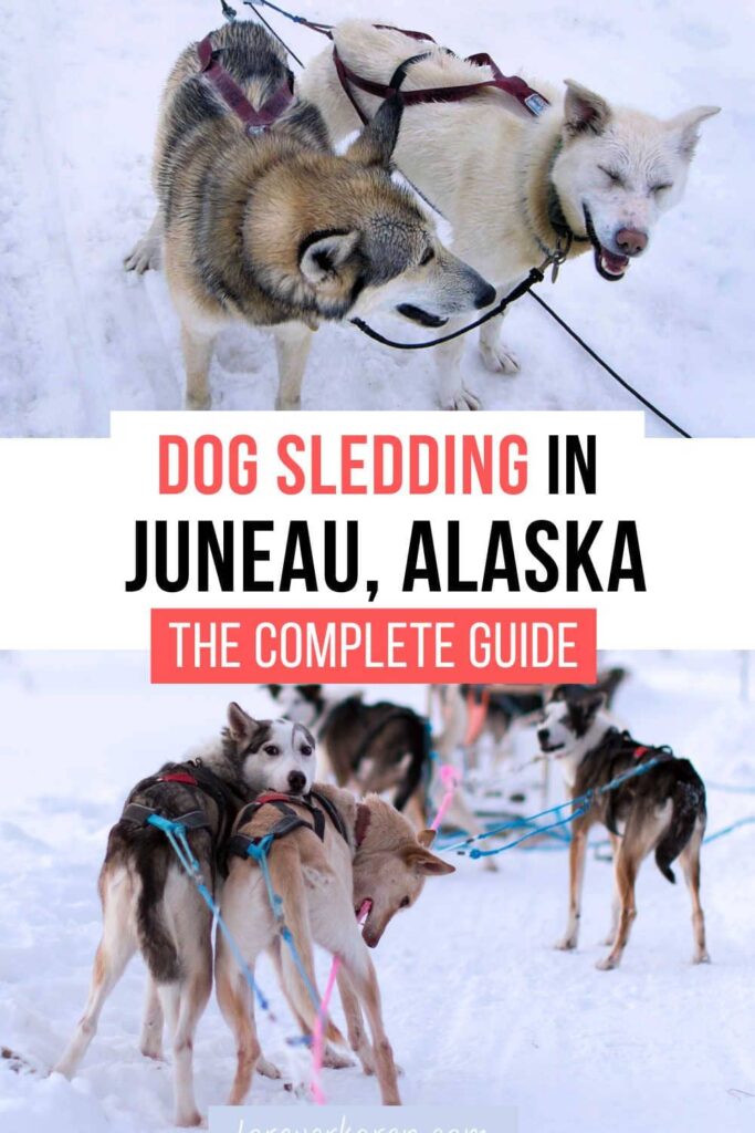 Sled dogs harnessed to pull a sleigh on a glacier in Alaska