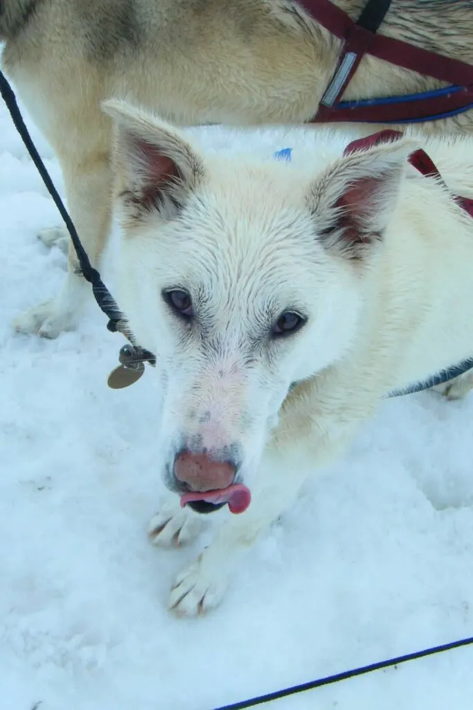 Polar, a white sled dog