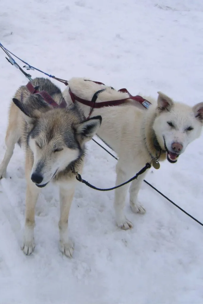 Two sled dogs on an Juneau sled dog tour