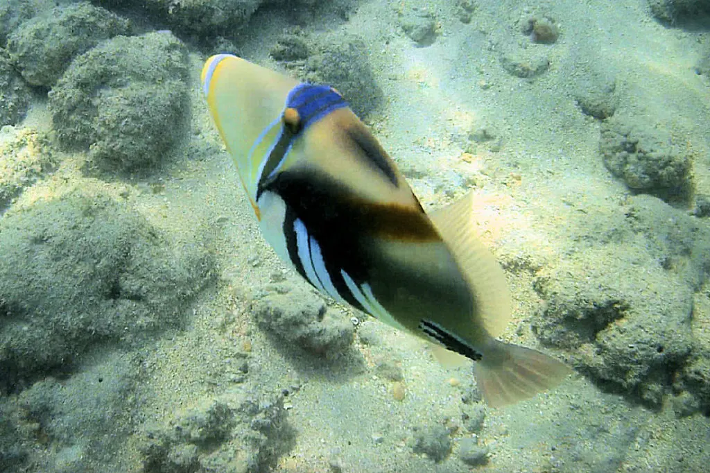 Humuhumunukunukuapuaa fish seen in both Oahu and Maui