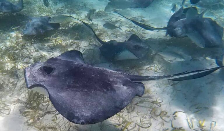 Sting rays in Caye Caulker