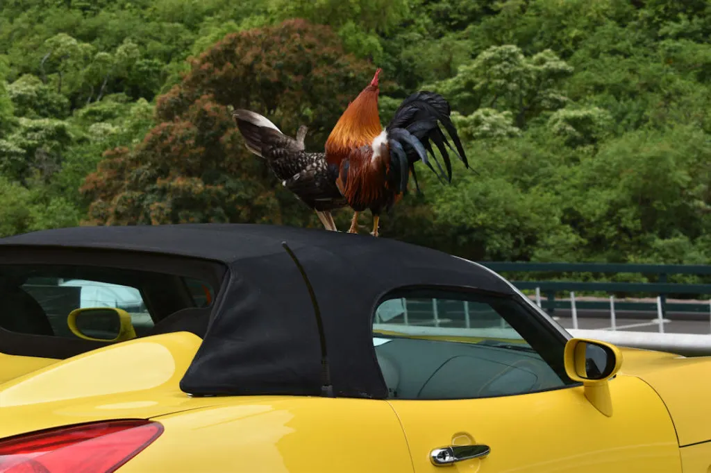 Wild chickens on a parked car in Maui