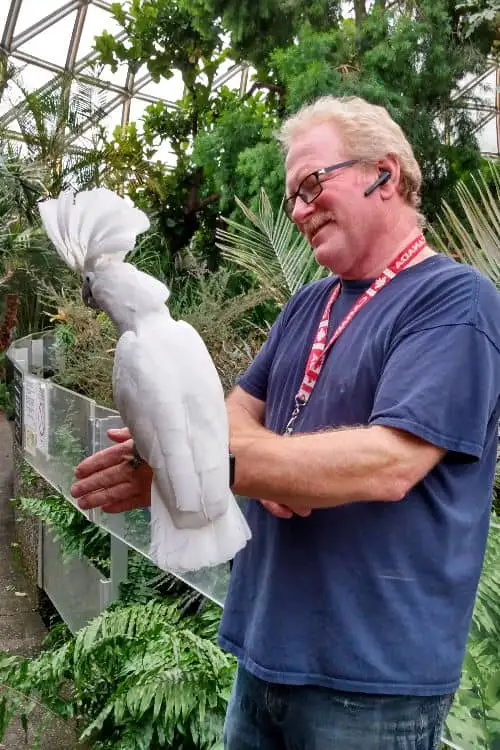 Blanca, a white cockatoo