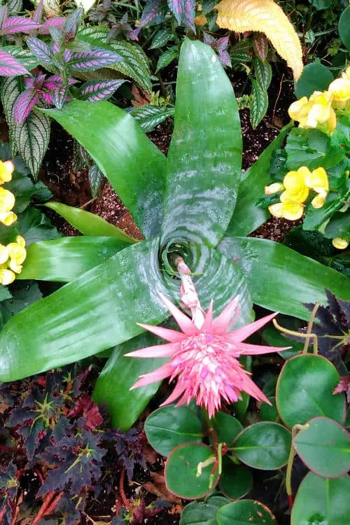 Bloedel Conservatory flora