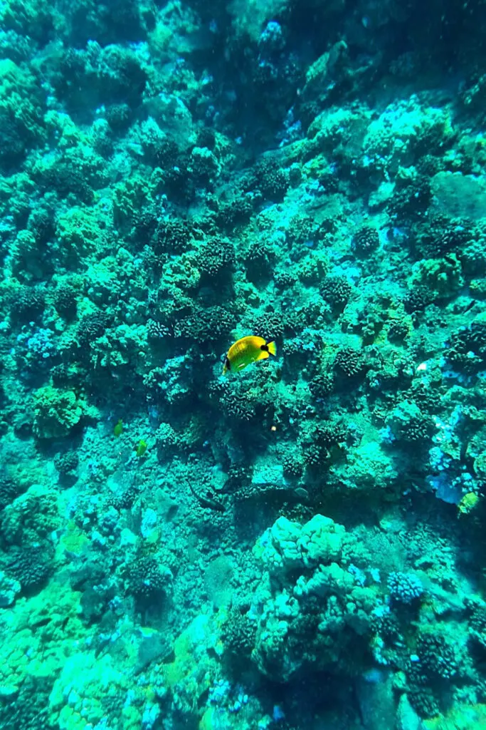 Coral reef and fish at Molokini Crater