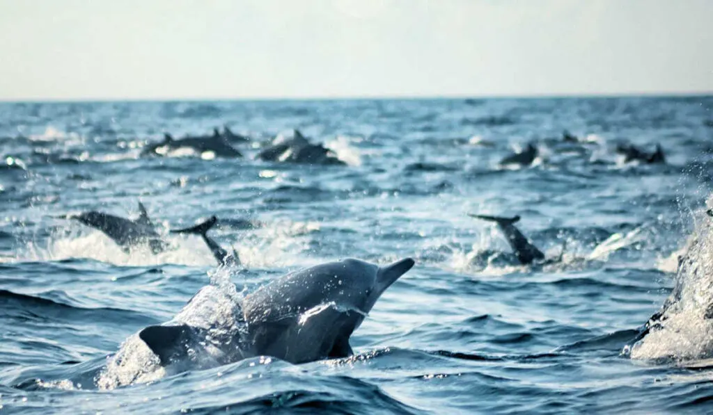Huge pod of dolphins swimming in the waves