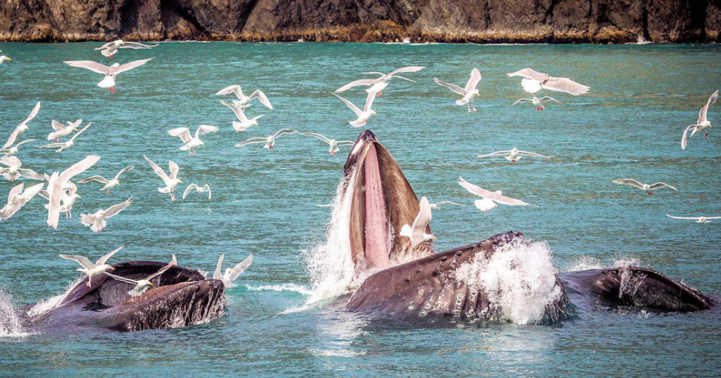 Humpback whales bubble net feeding