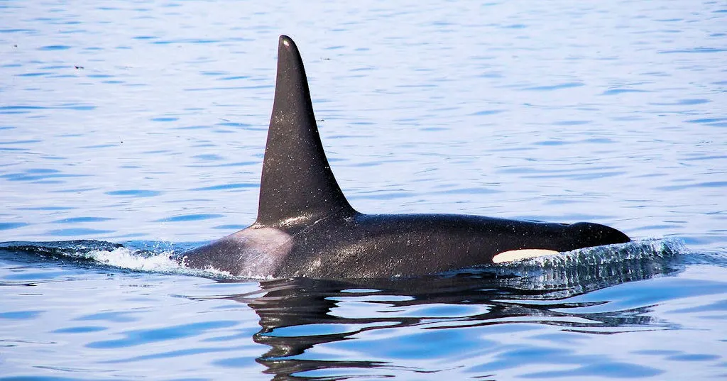 Killer whales (orca) are sometimes seen on an Alaska whale watching tour
