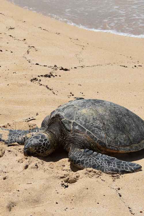 Turtle on a beach