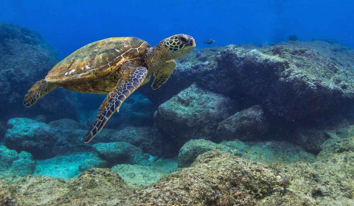 Green sea turtle in the waters off Maui