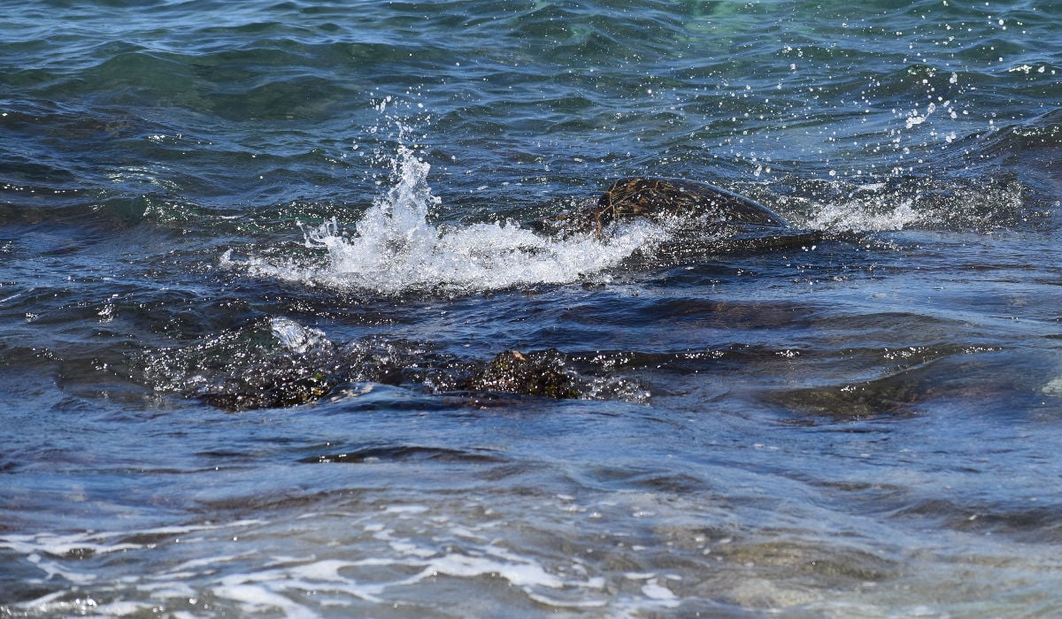 A Green Turtle in the ocean