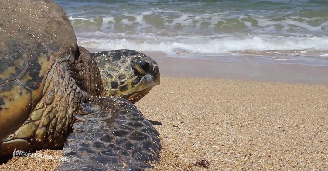 Best Place To See Turtles In Maui - Forever Karen