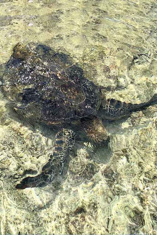Turtle in shallow water