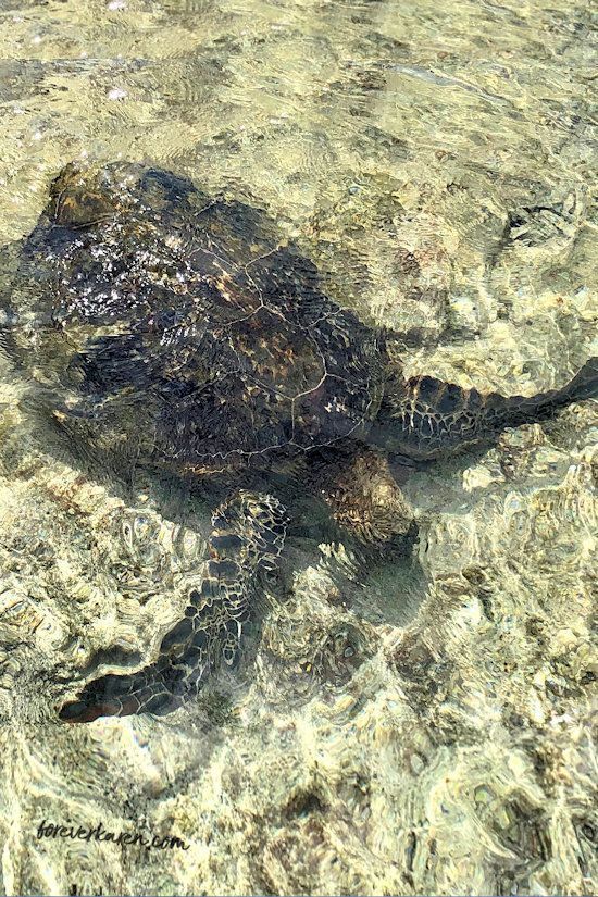 Turtle in shallow water