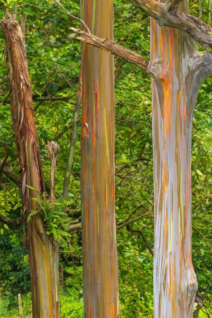 Rainbow eucalyptus trees