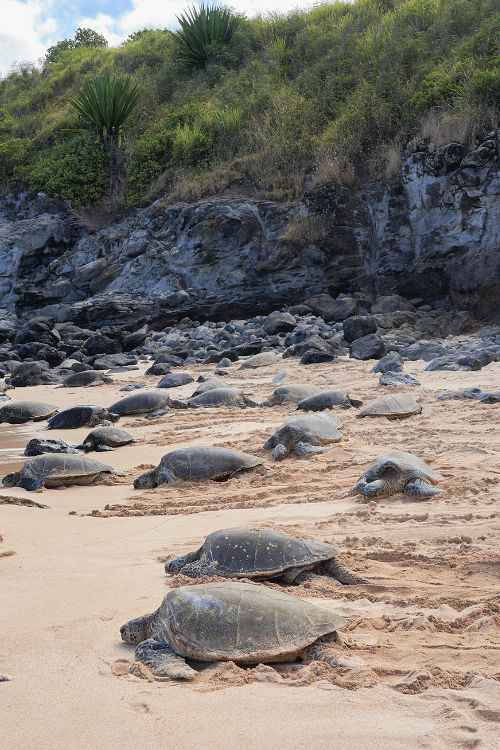 Turtles at Ho'okipa Beach