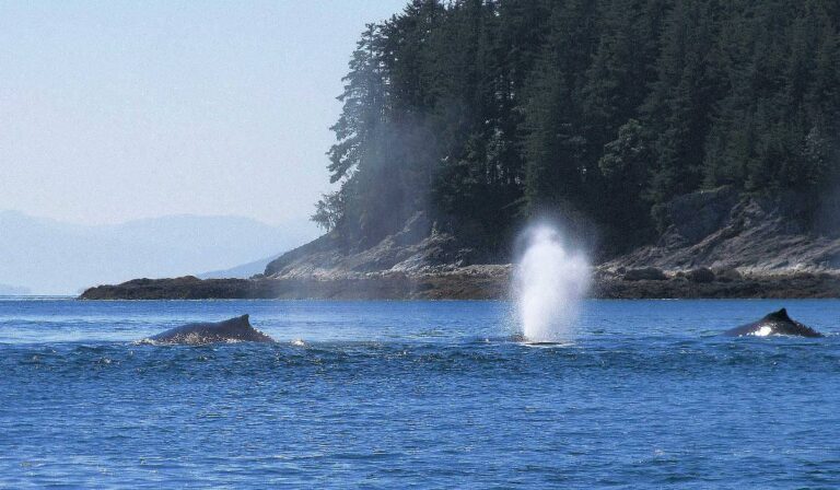 Humpback whales in Juneau, Alaska
