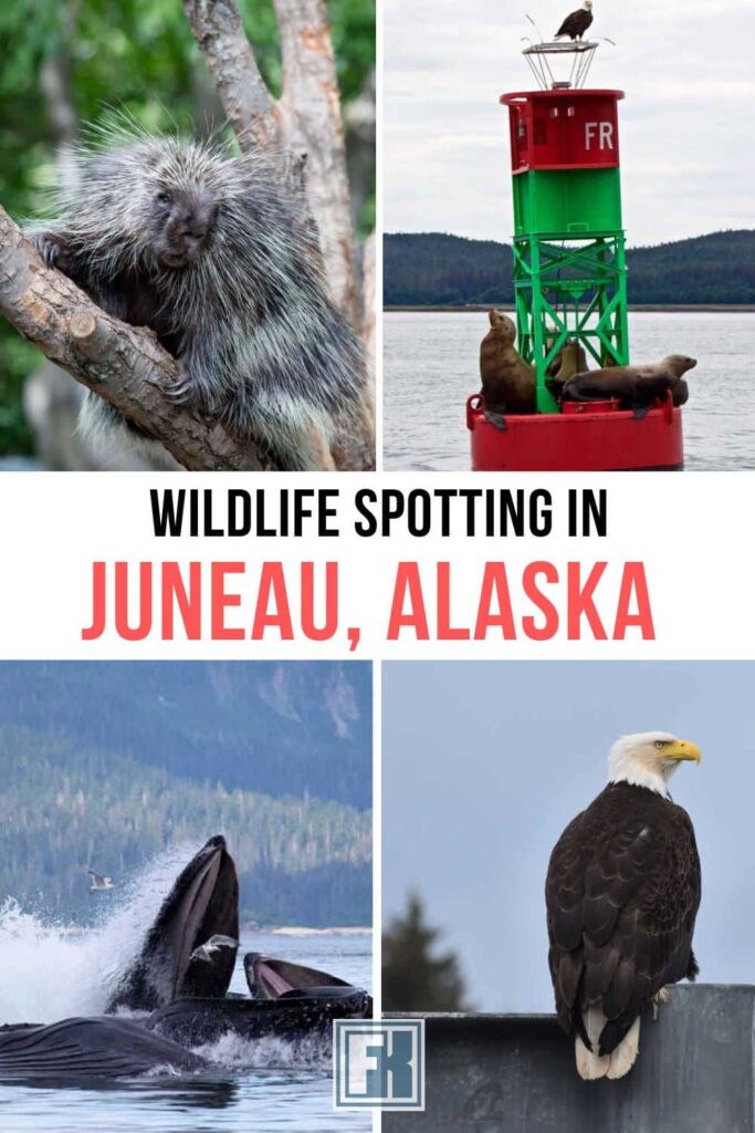 Wildlife in Juneau, Alaska - Porcupine, sea lions, humpback whales and a bald eagle