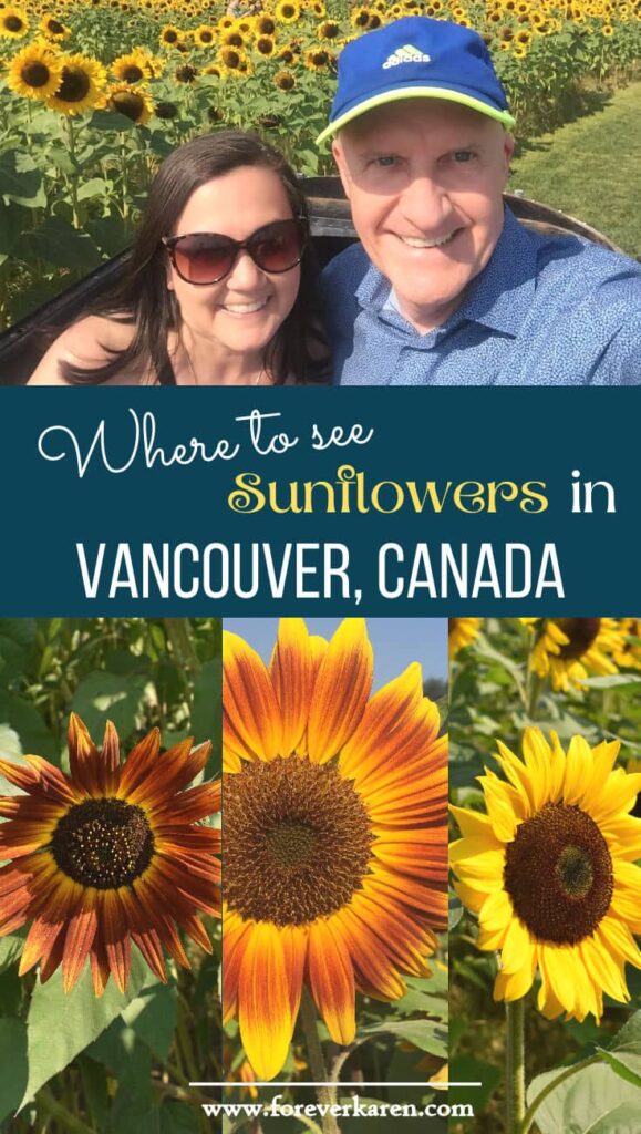 Just outside of Vancouver, the Chilliwack Sunflower Festival showcases a stunning collection of sunflowers, including some giants. Take your Instagram pictures on vintage bicycles, a 1950’s Morris car, and swing sets as you admire the sunflowers. #ChilliwackSunflowerFest #sunflowers #vancouver