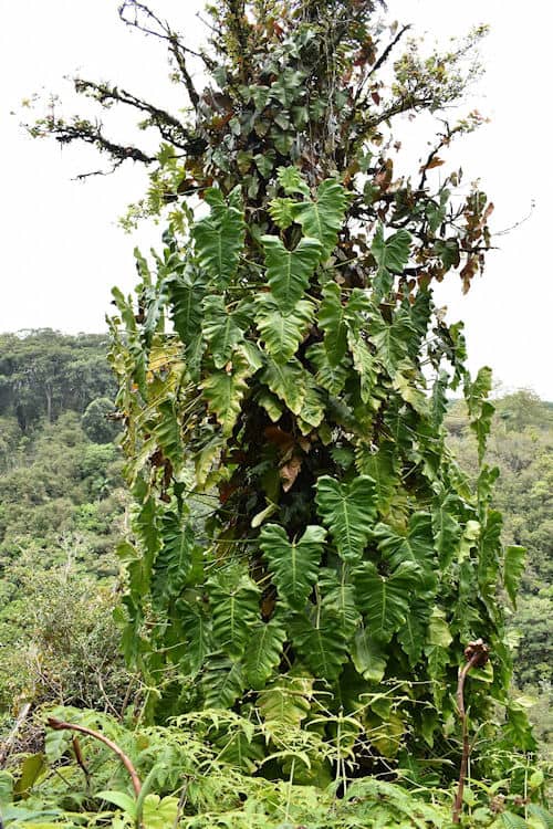 Lush greenery on the hike