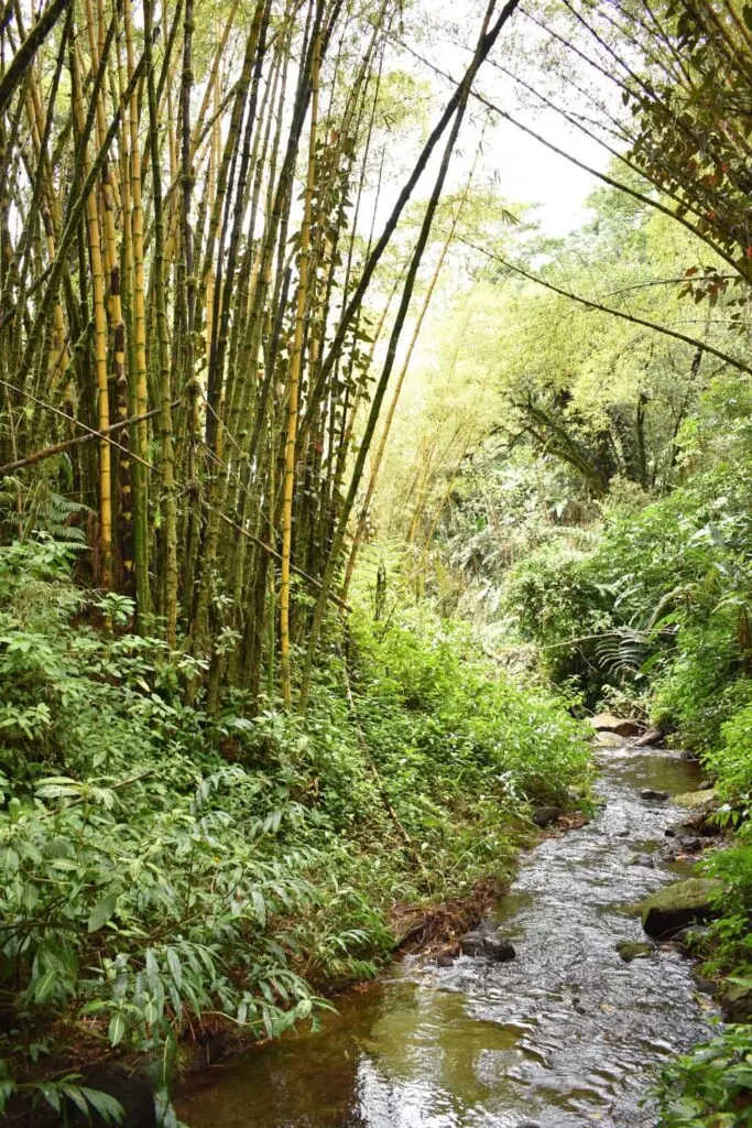 Lush rainforest on the Akaka Falls trail