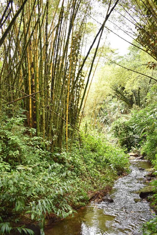 Lush rainforest on the Akaka Falls trail