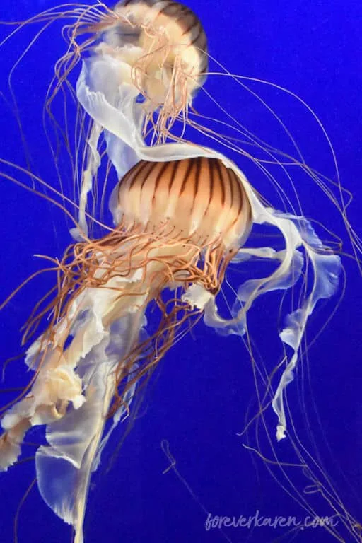 Jellyfish at the Aquarium