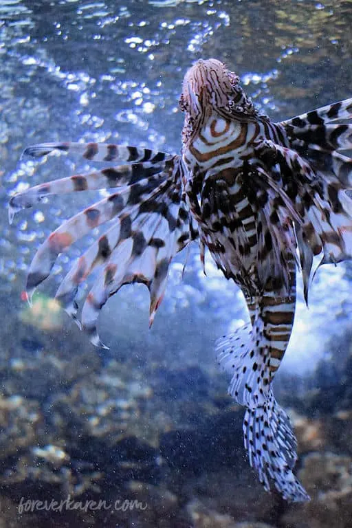 A Lionfish at the Aquarium