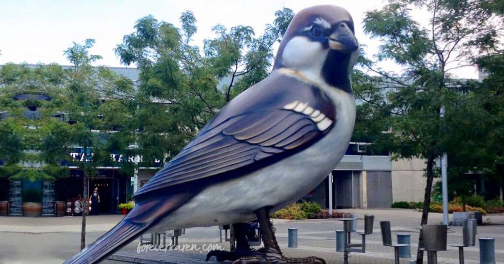 Giant house sparrow at Olympic Village