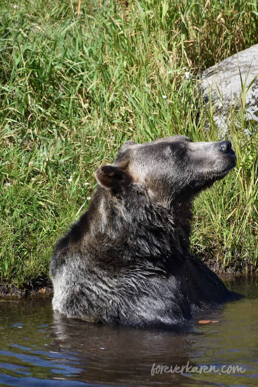 The grizzlies on Grouse Mountain are a must-see