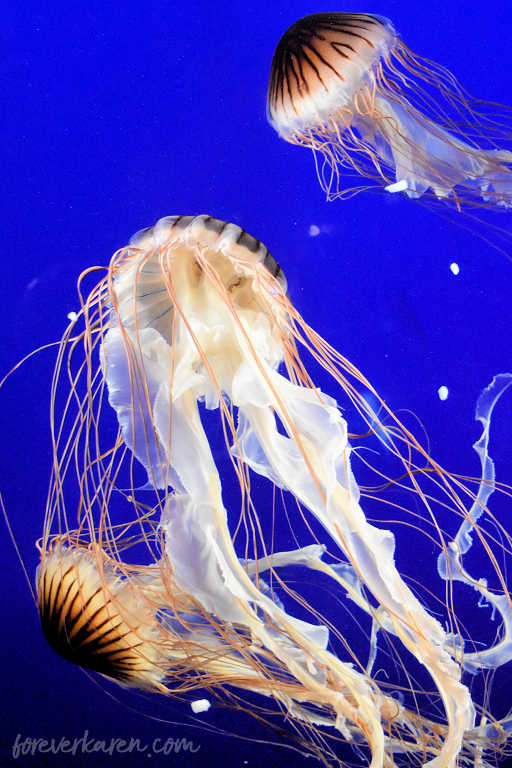 Vancouver Aquarium jellyfish