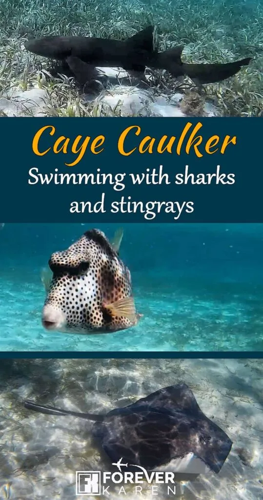 Snorkeling with nurse sharks and stingrays in Caye Caulker is an exhilarating experience. This Caye Caulker cruise excursion is inexpensive, suitable for all ages and tons of fun. #caribbeancruise #belize #cayecaulker #stingrays #nursesharks