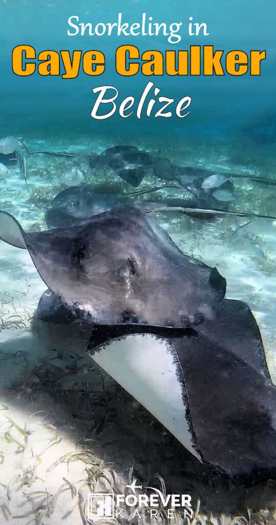 If you’re ever heading out to Belize, I would highly recommend a Caye Caulker snorkeling excursion. This bucket list tour allows you to swim with stingrays and nurse sharks. #caribbeancruise #belize #cayecaulker #stingrays #nursesharks