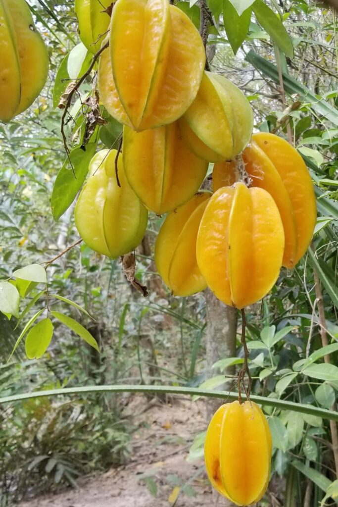 Star fruit growing on a tree