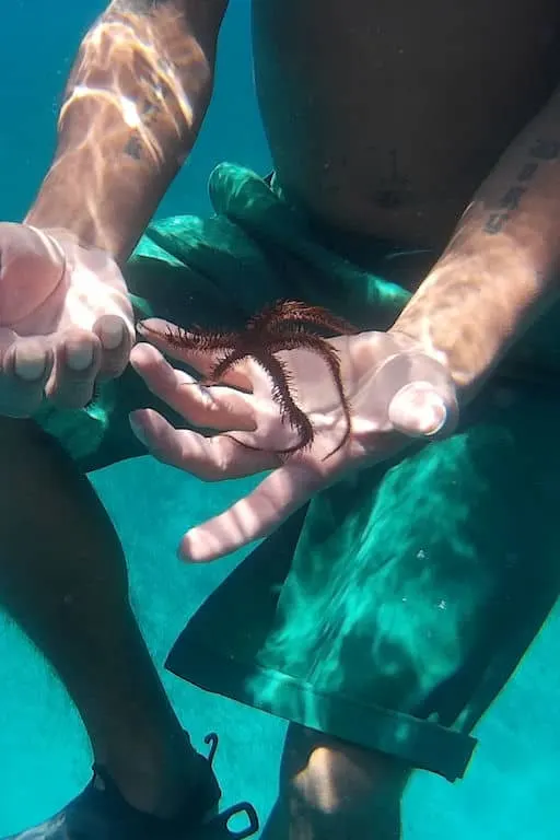 My guide showing me brittle stars on our Caye Caulker cruise excursion