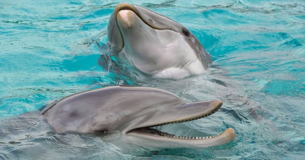 Chankanaab National Park offers swims with dolphins