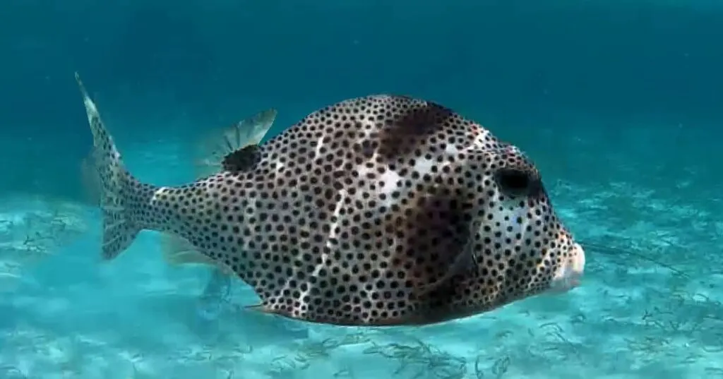 A spotted trunkfish swimming with the stingrays in Caye Caulker