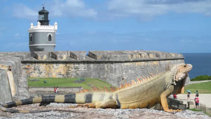 Green iguana at El Morro fort in Old San Juan