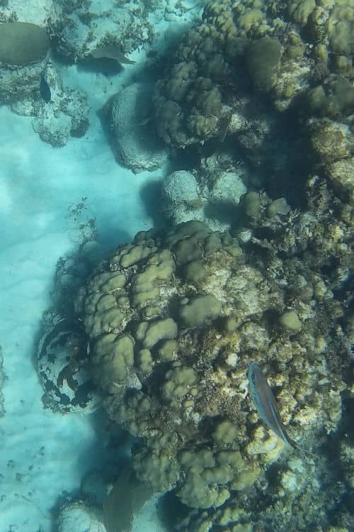 Snorkeling in Cozumel