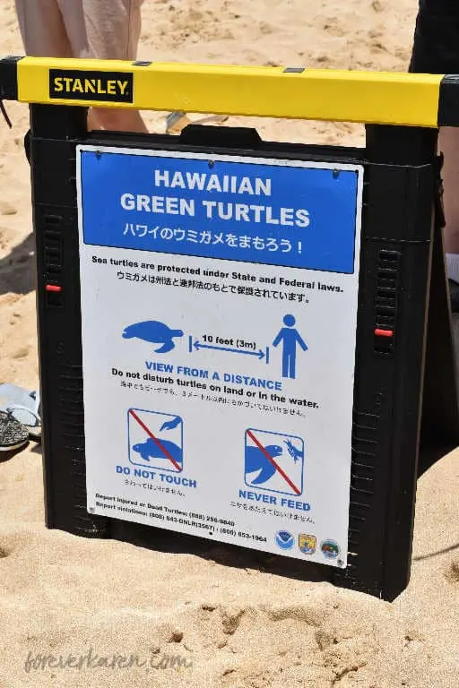 Hawaiian turtle protection sign